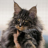 Gato Maine Coon Raza Hermosa