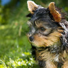 Yorkie Cachorros Hermosos Minis