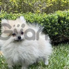 Pomeranias Hermosos y Minis