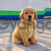 Golden Retriver Mascotas Exclentes