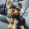 Yorkie Mini Lindos Cachorros