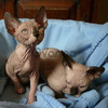 Gatos Raza Sphynx Hermosos