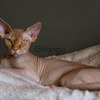 Gatos Raza Sphynx Hermosos 2