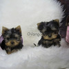 Yorkies Mini Hermosa Raza