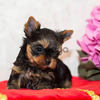 Yorkies Mini Hermosa Raza 2