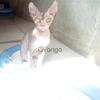 Gatos Sphynx Esfinge Raza Hermosa