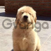 Caninos Golden Retriver Lindos 2
