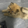 Pomerania Mascotas Machos y Hembras 1