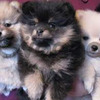 Pomeranian Hermosos y Adorables 2