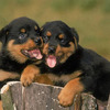 Rottweiler Cachorros Garantizados 2