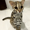 gatito ocelote