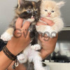 Fantásticos ejemplares de Maine Coon