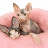 Raza Sphynxs Tiernos Gatos 1