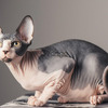 Raza Sphynxs Tiernos Gatos 2