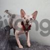 Divinos Gatos Sphynxs Garantizados