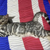 Baby Bengalis Gatos Lindos