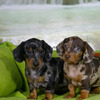 Caninos Teckel Excelentes