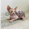 Raza Gatos Sphynxs Lindoss
