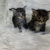 Maine Coon Hermosos Gatos