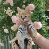 Serval y caracal con linda sabana