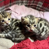 Bengalis Hermosos Gatos Medellín
