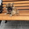 Pomerania Cachorros Mascotas