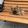 Pomerania Cachorros Mascotas 2