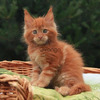 Únicos Gatos Raza Maine Coons