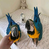 Venta de crías de loros y huevos fértiles de alta calidad