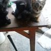 GATITOS EN ADOPCION 1
