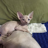Gatos Esfinge Hermosos