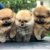 Pomerania Perritos Excelentes 2