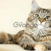 Ganga Gatos Maine Coon Hermosos