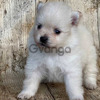 En Medellín Pomeranian Cachorros Lindos 2