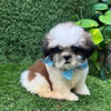 Shitzu Excelentes Y Hermosos Cachorros 2
