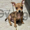 Cachorros Mini Pincher Medellín