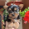 Perritos Cachorros Yorkie Hermosos 1