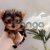 Perritos Cachorros Yorkie Hermosos 2