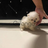Pomerania Mini Lindos Cachorros