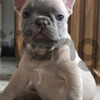 Bulldog Francés Excelentes Ejemplares
