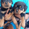 Rottweiler Cachorros Divinos 1
