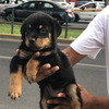 Rottweiler Cachorros Divinos 2