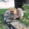 Cachorro Pomerania Lulus Hermosos 1