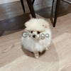 Cachorro Pomerania Lulus Hermosos 2
