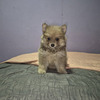 Pomeranian Excelentes Cachorros 1