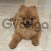 Excelente Raza Pomeranian 2