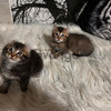 Hermosos Gatos Highland Linx 2