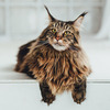 Mascotas Gatos Maine Coon Hermosos 2