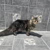 Maine Coons Gatos Grandes y Hermosos