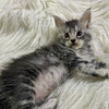 Maine Coons Gatos Grandes y Hermosos 2